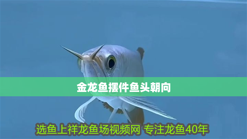 金龍魚(yú)擺件魚(yú)頭朝向