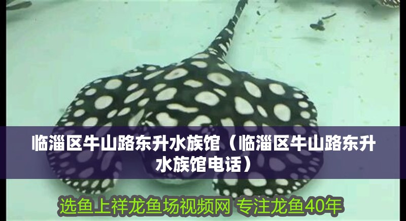 臨淄區牛山路東升水族館（臨淄區牛山路東升水族館電話）