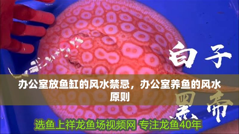 辦公室放魚缸的風水禁忌，辦公室養魚的風水原則