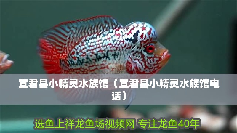 宜君縣小精靈水族館（宜君縣小精靈水族館電話）
