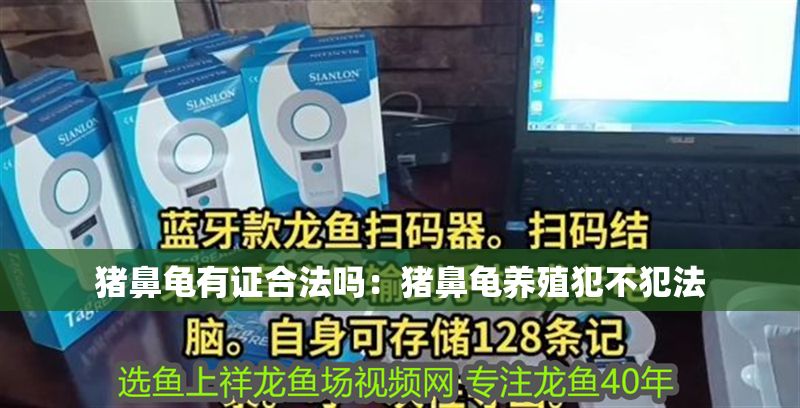 豬鼻龜有證合法嗎：豬鼻龜養殖犯不犯法