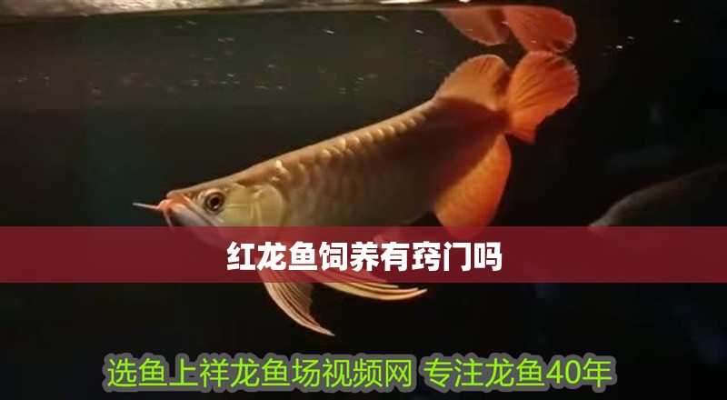 紅龍魚飼養有竅門嗎