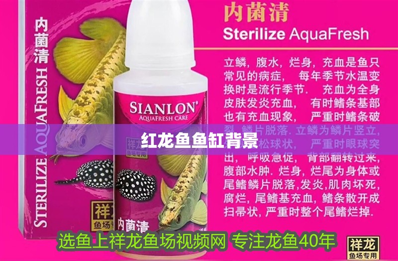 紅龍魚魚缸背景