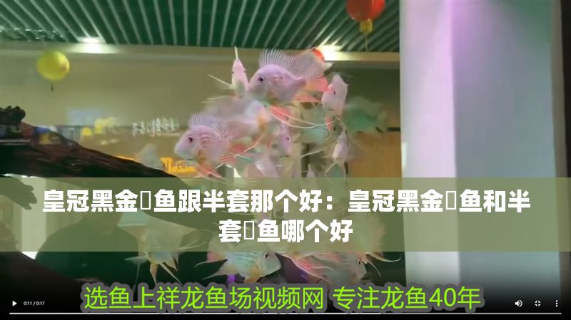 皇冠黑金魟魚跟半套那個好：皇冠黑金魟魚和半套魟魚哪個好