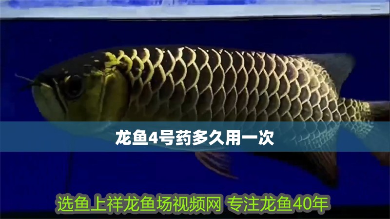龍魚4號藥多久用一次