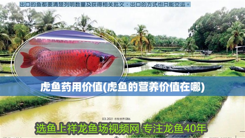 虎魚藥用價值(虎魚的營養價值在哪)