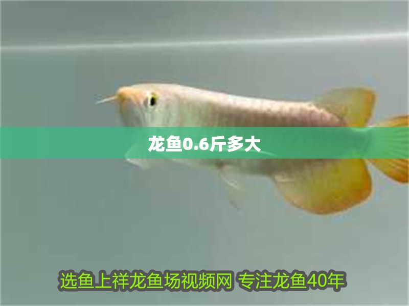 龍魚(yú)0.6斤多大