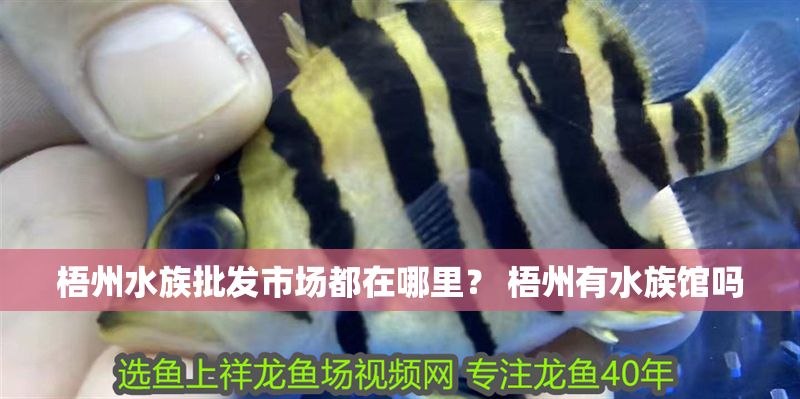 梧州水族批發市場都在哪里？ 梧州有水族館嗎