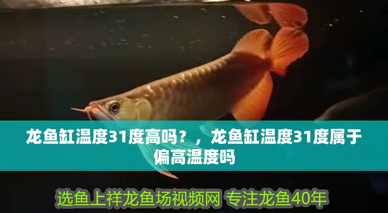 龍魚缸溫度31度高嗎？，龍魚缸溫度31度屬于偏高溫度嗎