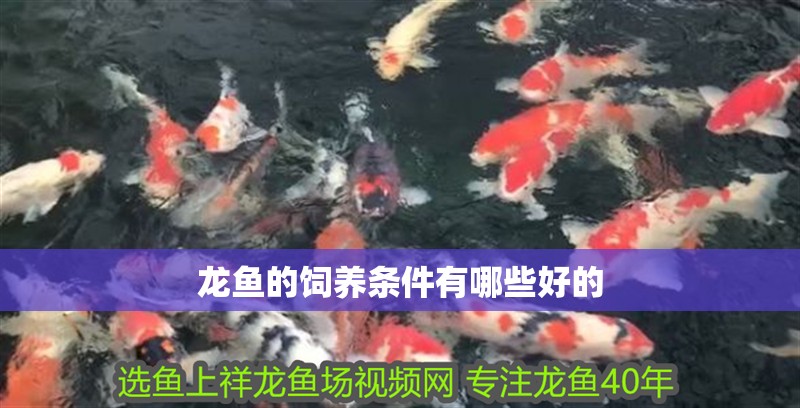 龍魚的飼養(yǎng)條件有哪些好的