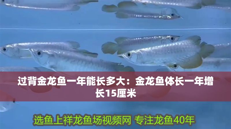 過背金龍魚一年能長多大：金龍魚體長一年增長15厘米