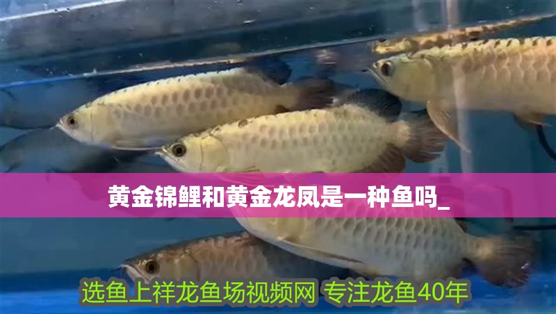 黃金錦鯉和黃金龍鳳是一種魚嗎_