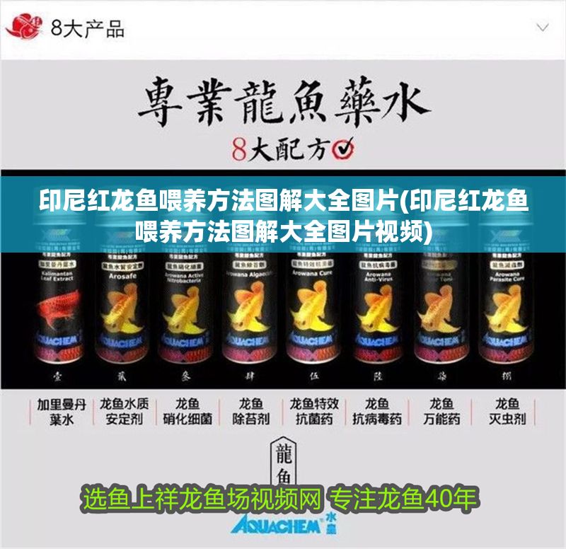印尼紅龍魚喂養方法圖解大全圖片(印尼紅龍魚喂養方法圖解大全圖片視頻)