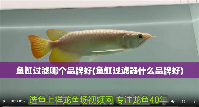 魚缸過濾哪個品牌好(魚缸過濾器什么品牌好)