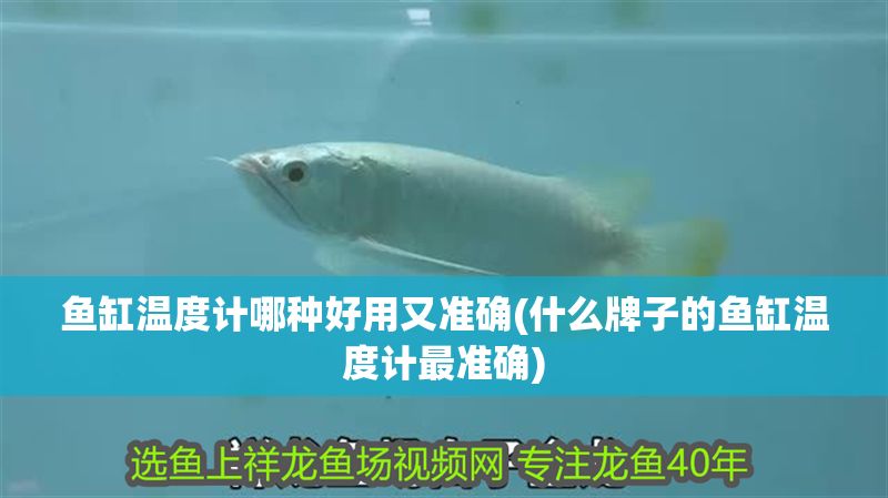 魚缸溫度計哪種好用又準確(什么牌子的魚缸溫度計最準確)