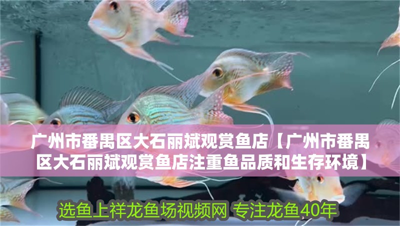 廣州市番禺區大石麗斌觀賞魚店【廣州市番禺區大石麗斌觀賞魚店注重魚品質和生存環境】