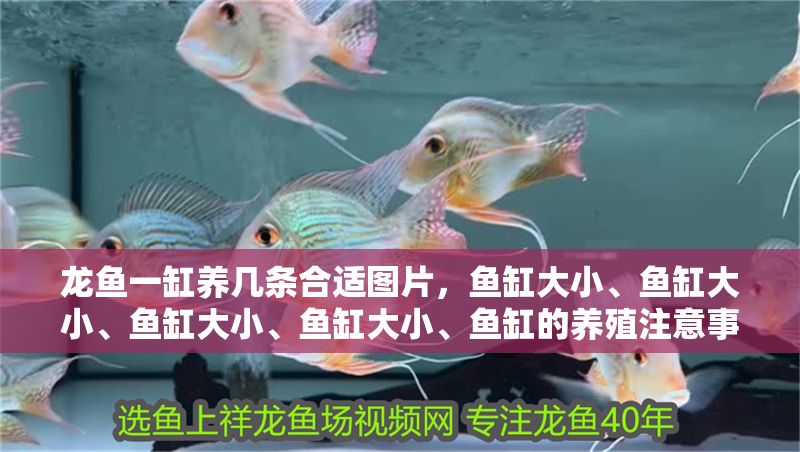龍魚一缸養幾條合適圖片，魚缸大小、魚缸大小、魚缸大小、魚缸大小、魚缸的養殖注意事項