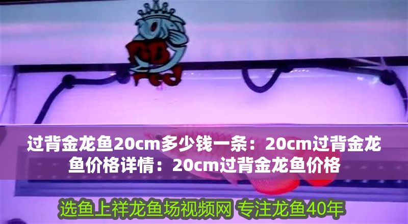 過(guò)背金龍魚20cm多少錢一條：20cm過(guò)背金龍魚價(jià)格詳情：20cm過(guò)背金龍魚價(jià)格