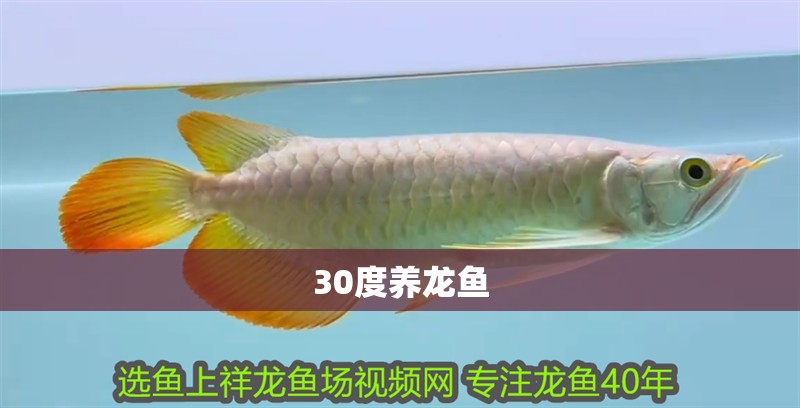 30度養龍魚