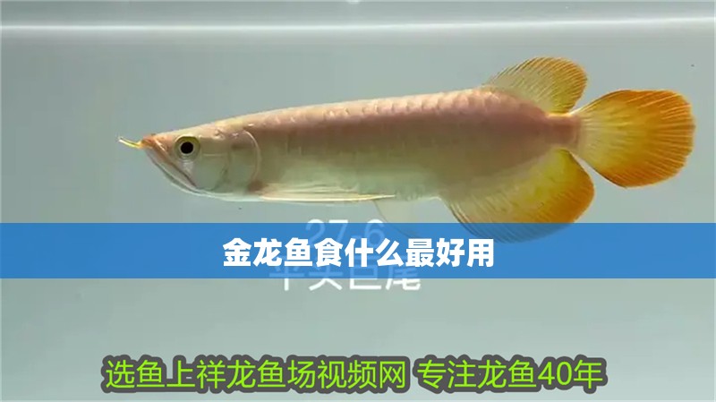 金龍魚食什么最好用