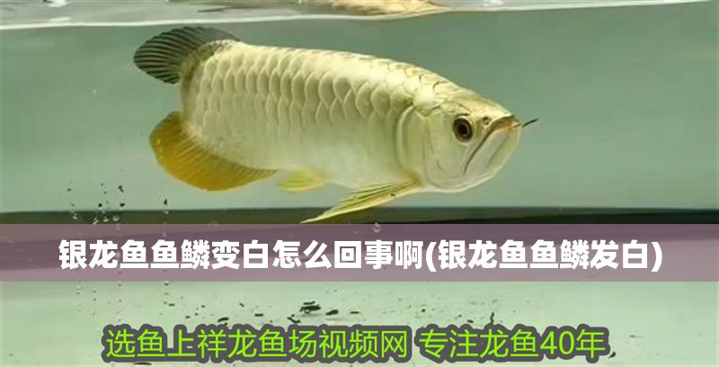 銀龍魚(yú)魚(yú)鱗變白怎么回事啊(銀龍魚(yú)魚(yú)鱗發(fā)白)