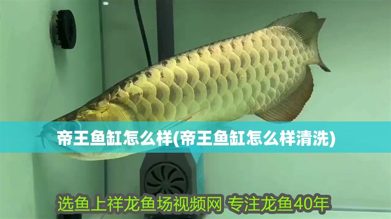帝王魚缸怎么樣(帝王魚缸怎么樣清洗)