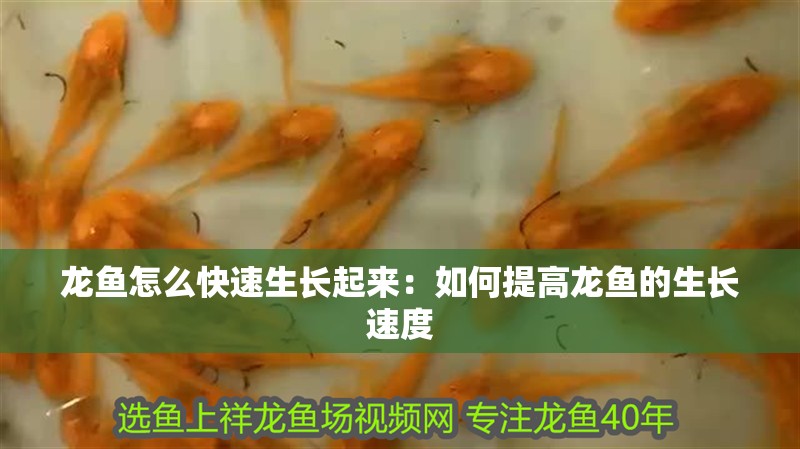 龍魚怎么快速生長起來：如何提高龍魚的生長速度