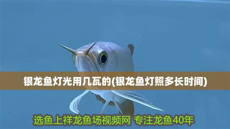 銀龍魚燈光用幾瓦的(銀龍魚燈照多長時間)