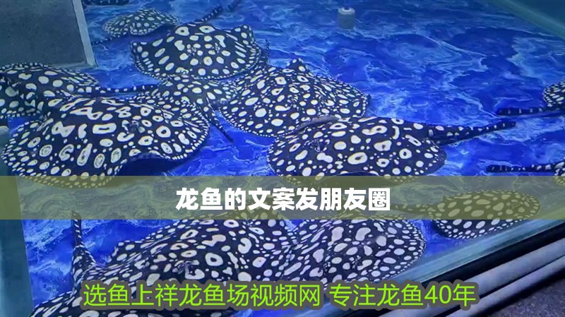 龍魚的文案發(fā)朋友圈