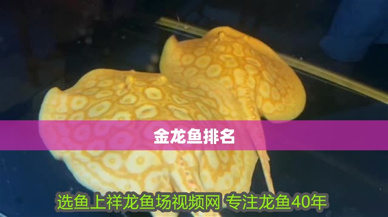金龍魚排名