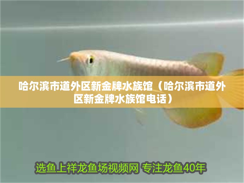 哈爾濱市道外區新金牌水族館（哈爾濱市道外區新金牌水族館電話）