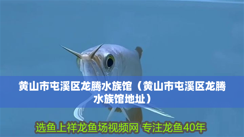 黃山市屯溪區龍騰水族館（黃山市屯溪區龍騰水族館地址）