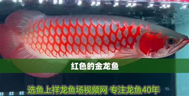 紅色的金龍魚