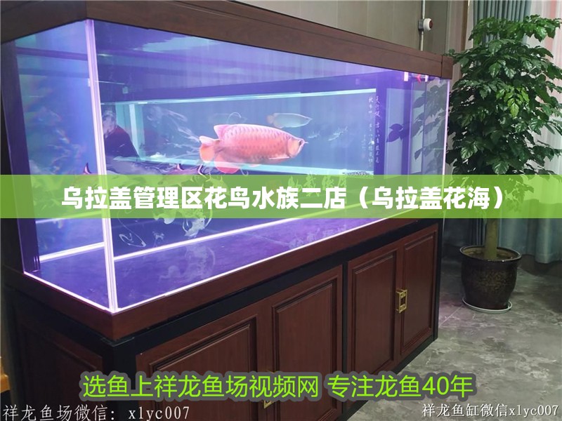 烏拉蓋管理區花鳥水族二店（烏拉蓋花海）