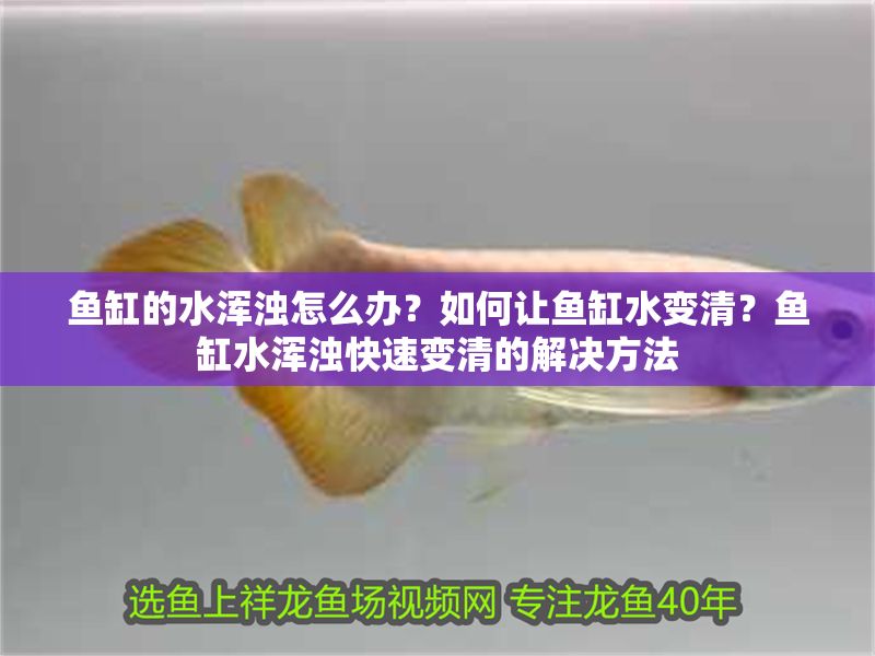 魚缸的水渾濁怎么辦？如何讓魚缸水變清？魚缸水渾濁快速變清的解決方法