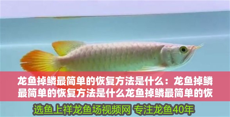 龍魚掉鱗最簡單的恢復方法是什么：龍魚掉鱗最簡單的恢復方法是什么龍魚掉鱗最簡單的恢復方法是什么