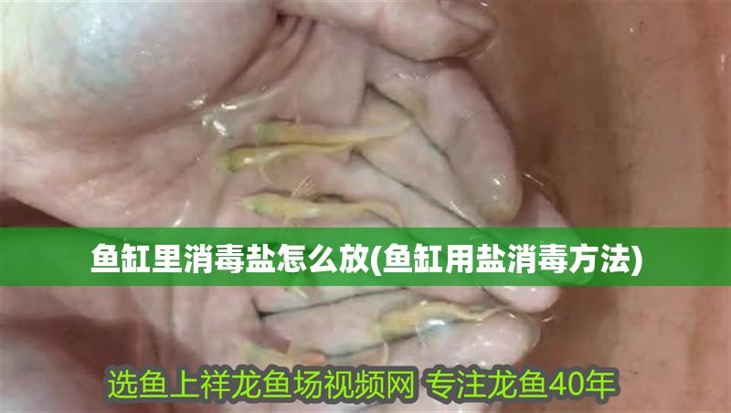 魚缸里消毒鹽怎么放(魚缸用鹽消毒方法)