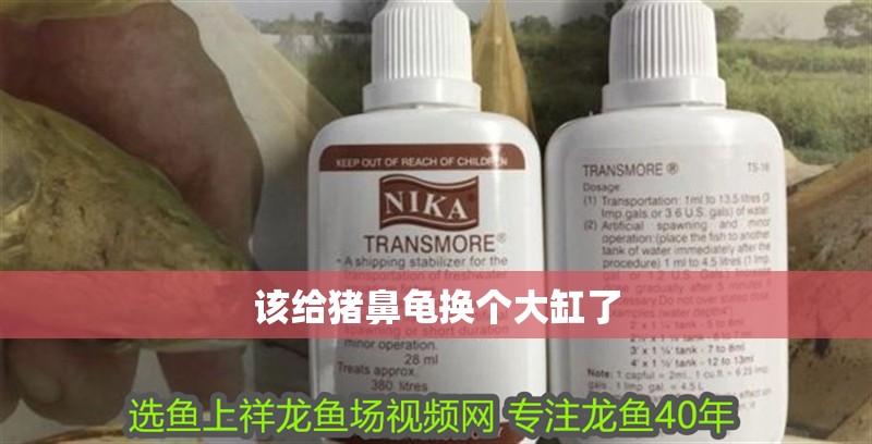 該給豬鼻龜換個(gè)大缸了