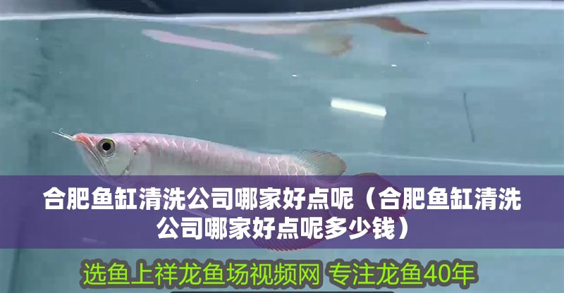 合肥魚缸清洗公司哪家好點呢（合肥魚缸清洗公司哪家好點呢多少錢）