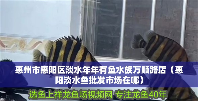 惠州市惠陽區淡水年年有魚水族萬順路店（惠陽淡水魚批發市場在哪）