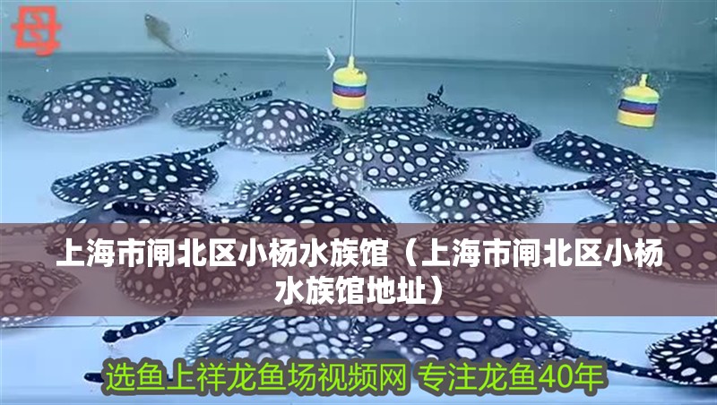 上海市閘北區(qū)小楊水族館（上海市閘北區(qū)小楊水族館地址）