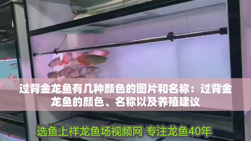 過背金龍魚有幾種顏色的圖片和名稱：過背金龍魚的顏色、名稱以及養殖建議