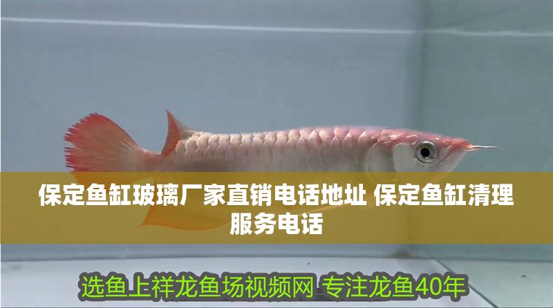 保定魚缸玻璃廠家直銷電話地址 保定魚缸清理服務電話
