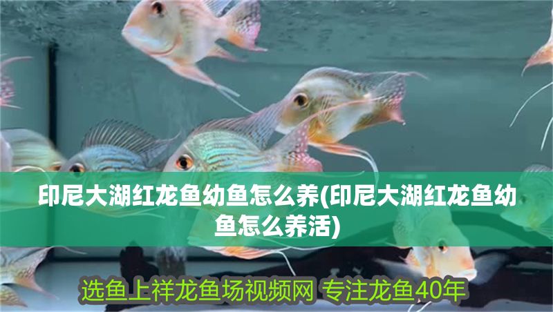 印尼大湖紅龍魚幼魚怎么養(印尼大湖紅龍魚幼魚怎么養活)