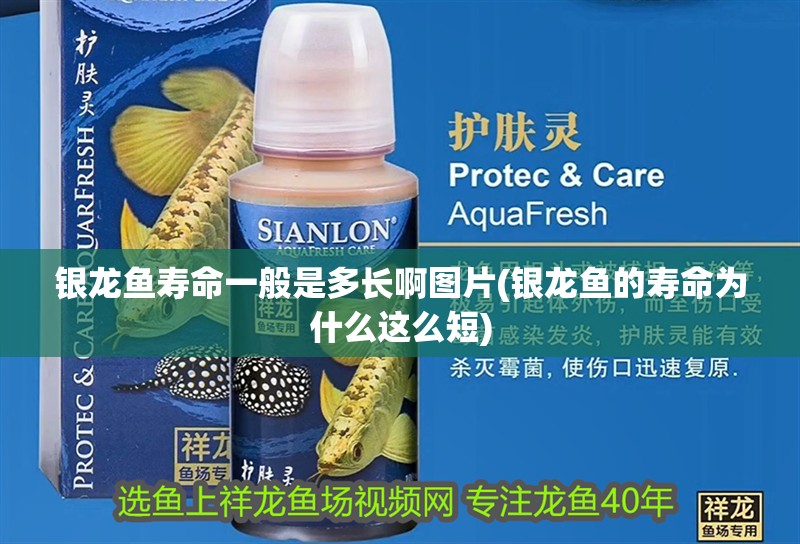 銀龍魚壽命一般是多長啊圖片(銀龍魚的壽命為什么這么短)