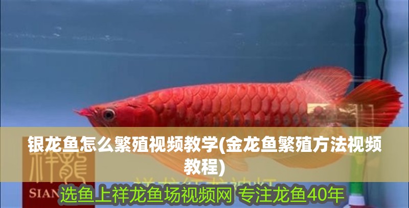 詳細閱讀:銀龍魚怎么繁殖視頻教學(金龍魚繁殖方法視頻教程) 銀龍魚怎么繁殖視頻教學(金龍魚繁殖方法視頻教程)