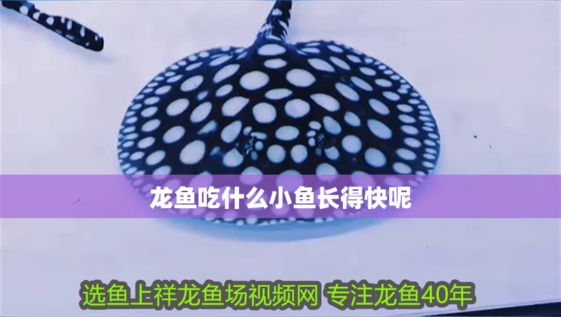 龍魚吃什么小魚長得快呢