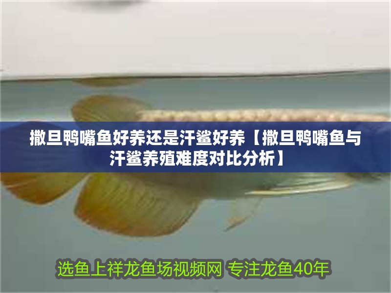 撒旦鴨嘴魚好養還是汗鯊好養【撒旦鴨嘴魚與汗鯊養殖難度對比分析】