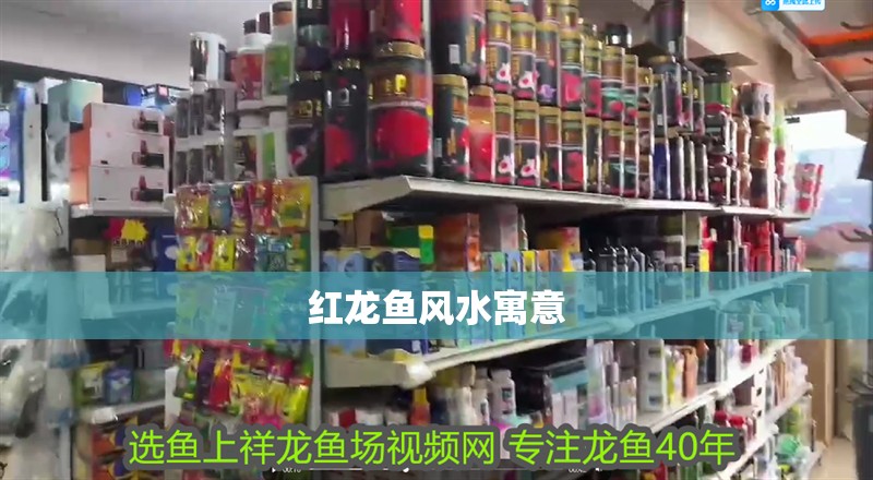 紅龍魚風(fēng)水寓意