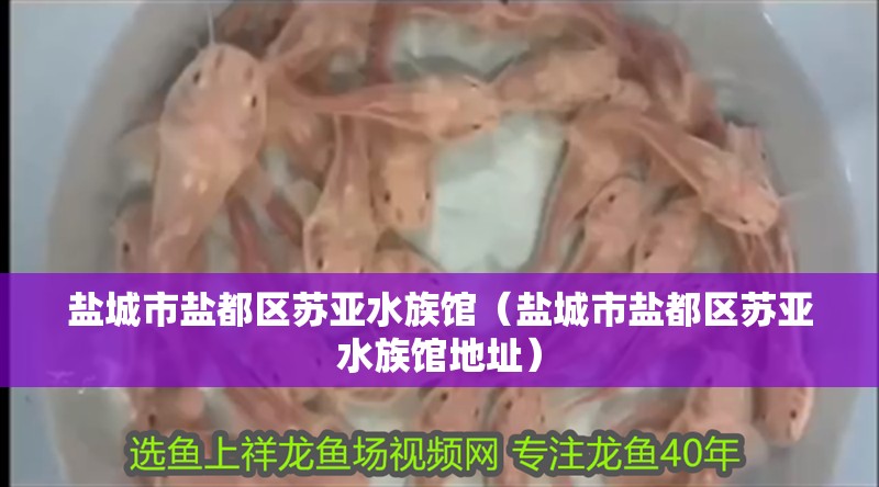 鹽城市鹽都區蘇亞水族館（鹽城市鹽都區蘇亞水族館地址）